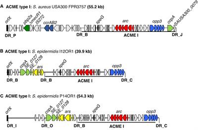 Significant Enrichment and Diversity of the Staphylococcal Arginine Catabolic Mobile Element ACME in Staphylococcus epidermidis Isolates From Subgingival Peri-implantitis Sites and Periodontal Pockets